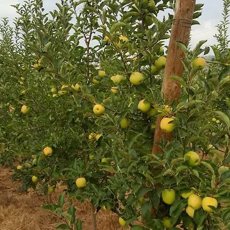 Quinta Do Acipreste למאגו