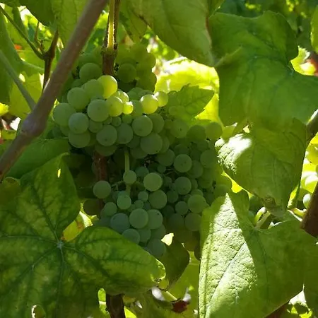 Quinta Do Acipreste