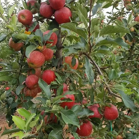 דירה Quinta Do Acipreste *