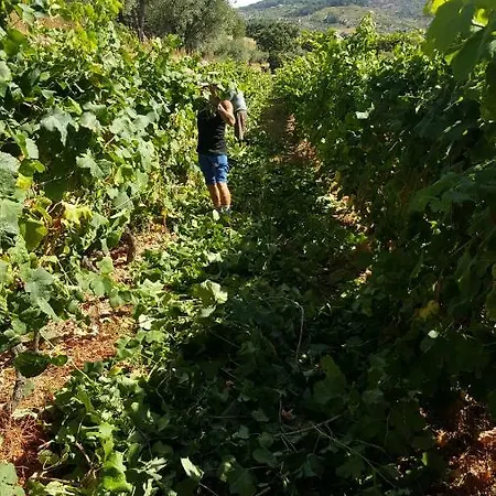 Quinta Do Acipreste דירה