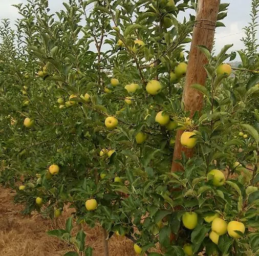Quinta Do Acipreste Lamego