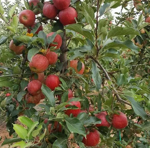 아파트 Quinta Do Acipreste *